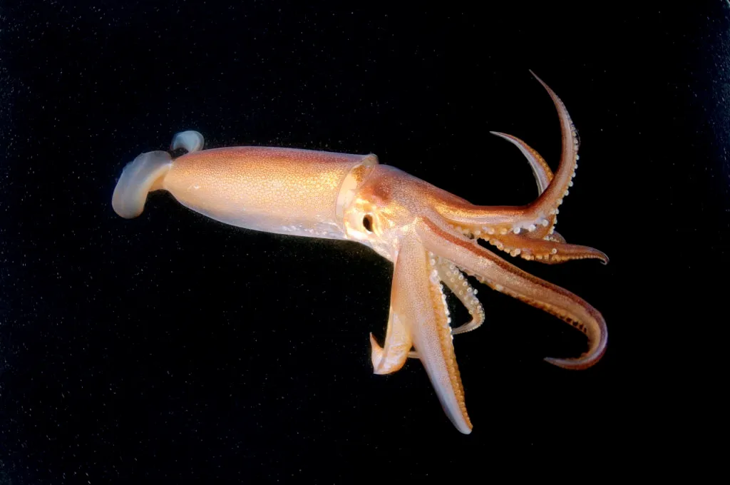 <p>Squid</p>