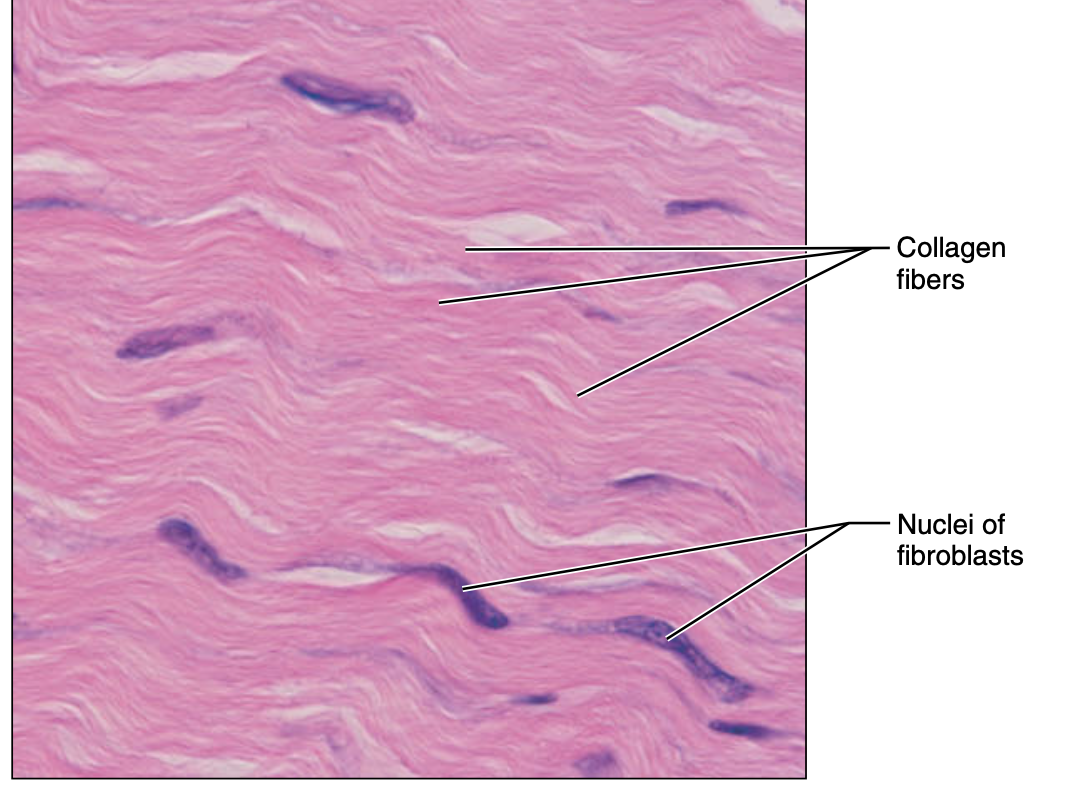 <p>dense regular connective tissue </p>