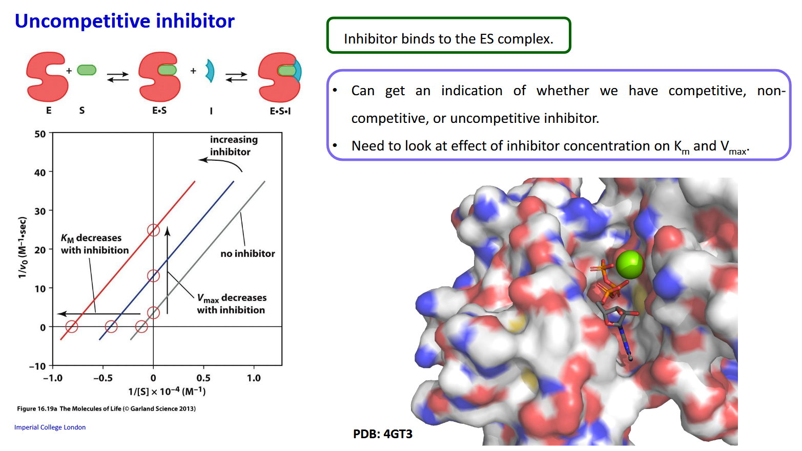 <p>Both K<sub>m</sub> and V<sub>max </sub>decrease with inhibition. K<sub>m</sub> decreases as [ES] is decreased as [ESI] is formed </p>