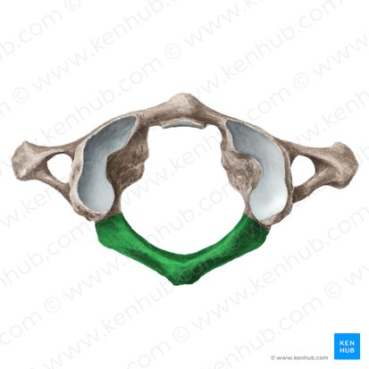 <p>On surface of posterior arch of C1 where vertebral a. runs along after going through transverse foramen</p>