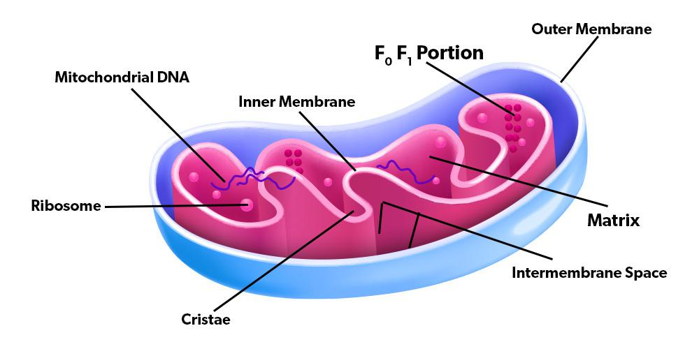 <ul><li><p>eukaryotic organelle</p></li><li><p>double membrane structure</p></li><li><p>form complex network of tubes</p></li><li><p>originated from bacteria → Endosymbiont hypothesis</p><ul><li><p><strong>aerobic respiration</strong> was the driver of this</p></li><li><p>evolutionary advantage</p></li><li><p>helped cells produce <strong>more power</strong> per gene</p></li></ul></li><li><p>make their own ribosomes, segregate their own DNA (mtDNA), etc.</p></li><li><p>have their own genetic code &amp; different codon usage</p><ul><li><p>ex. UGA = Stop for standard code, Trp for mitochondria</p></li><li><p>determines protein length</p></li></ul></li><li><p>function <u>influences lifespan</u></p><ul><li><p>ex. mice w/ homozygous mutation die very young</p></li><li><p>ex. mutations in mitochondrial proteins like ETC <strong>increased</strong> lifespan in C. elegans</p></li></ul></li><li><p>mutations affect 1/5000 live births</p><ul><li><p>can cause problems in all tissues/cell type of body</p></li><li><p>morphology varies</p></li></ul></li></ul><p></p>