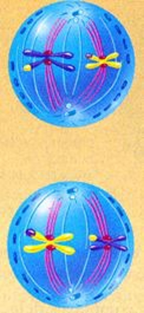 <p>Chromosomes line up at the MIDDLE of the cell.<br>Spindle fibers attach to centromeres.</p>