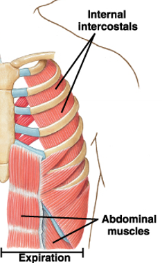 <ul><li><p>Internal intercostals</p></li><li><p>Abdominal muscles</p><ul><li><p>abdominus rectus</p></li><li><p>abdominal obique muscles</p><ul><li><p>external</p></li><li><p>internal</p></li></ul></li><li><p>transversus abdominis</p></li></ul></li></ul>