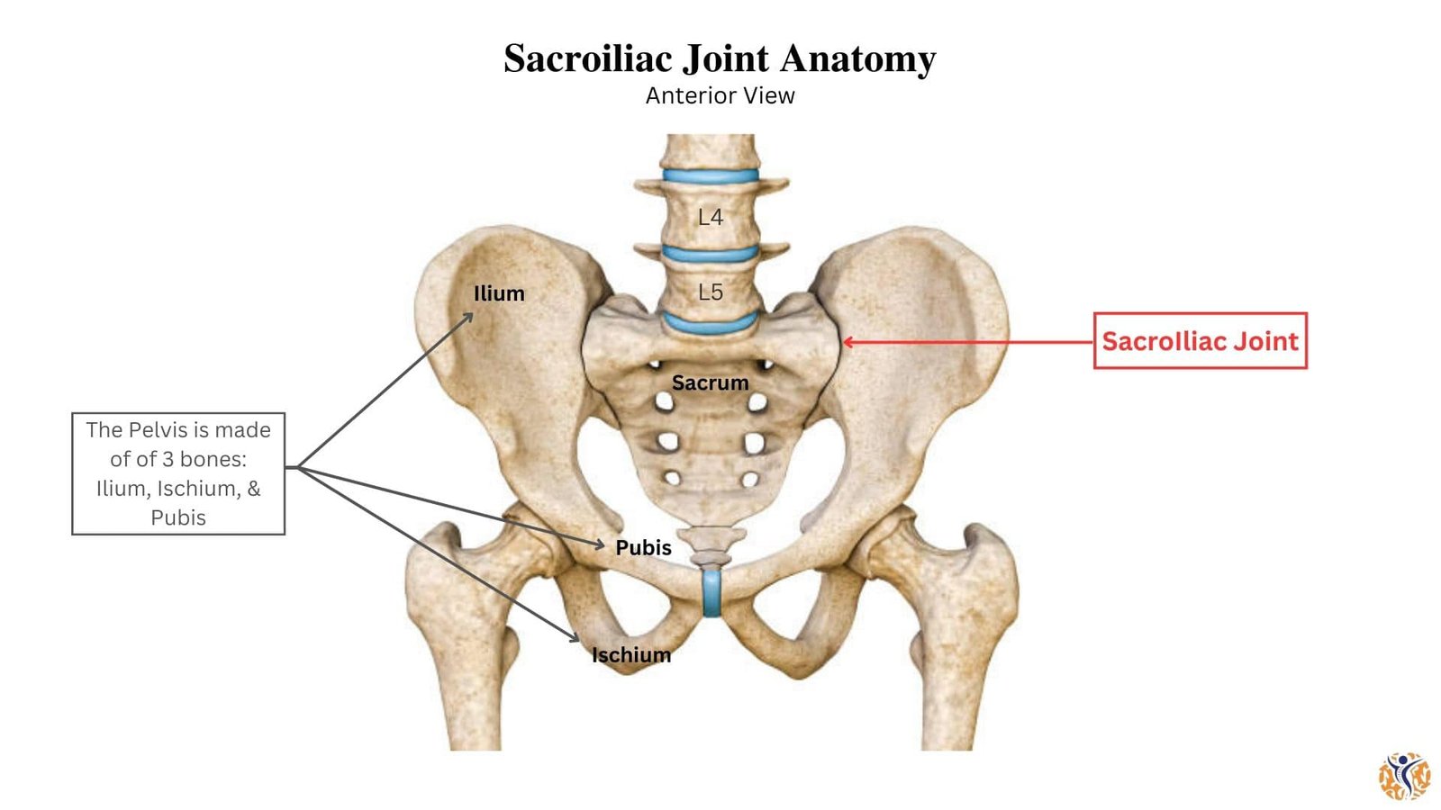 <p>Sacroiliac Joint (SI Joint)</p>