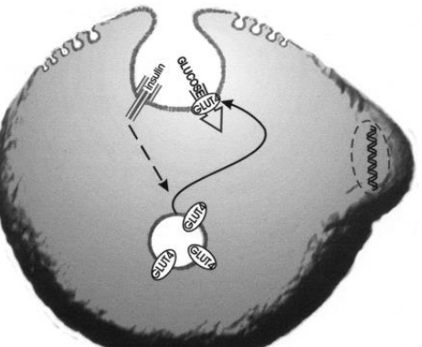 <p>- adipocītos, muskuļšūnās</p><p>- insulīna atkarīgais</p><p>- caur insulīna receptoriem stimulētais glikozes transports ar GLUT-4 tiek īstenots adipocītu kalveolās</p>