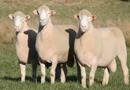 <p><span style="background-color: transparent;"><span>Polled Dorset</span></span></p>