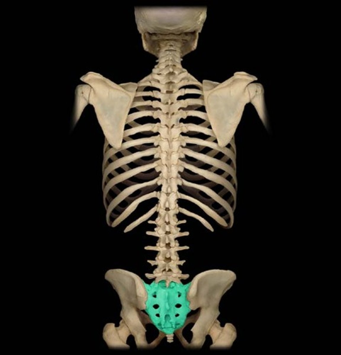 <p>5 vertebra</p>