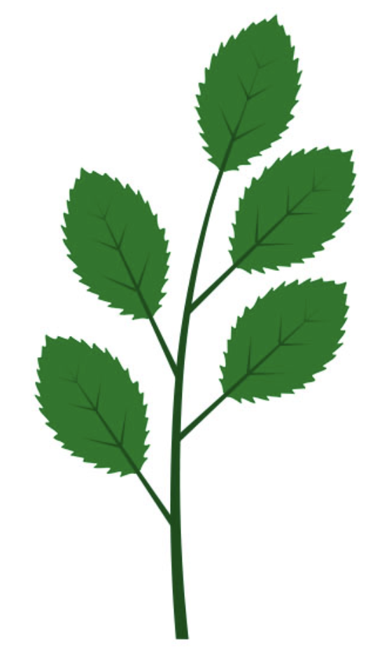 <p>1 leaf per node</p>