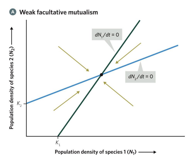 <p>If the interaction is weak, then we observe a small increase in the population density of the focal species with a large or moderate increase in the population density of the mutualistic partner. The arrows lead to a stable equilibrium point with each population above its carrying capacity</p>