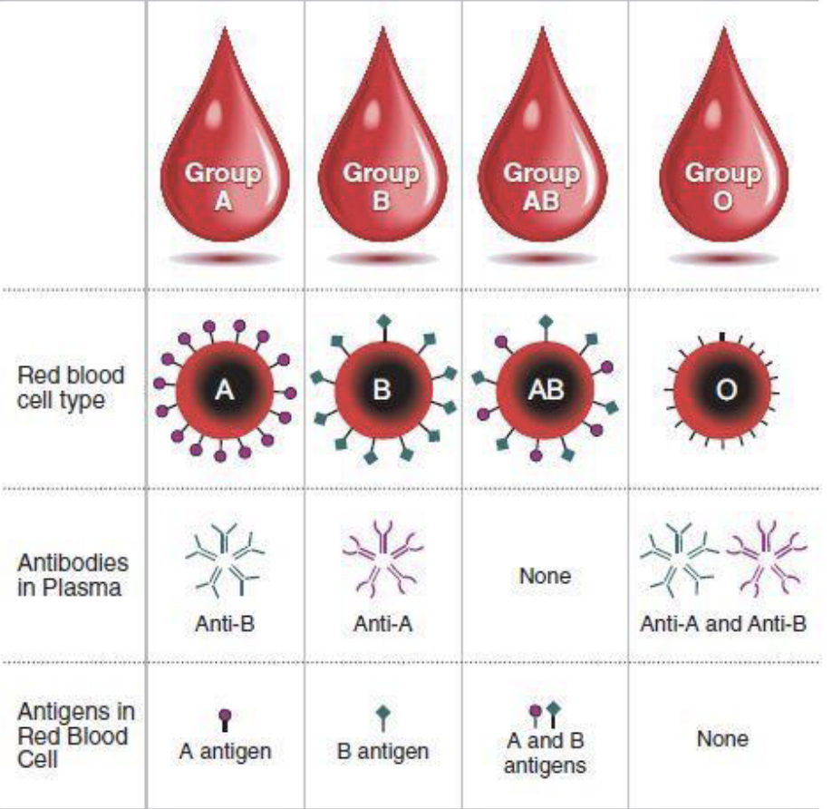 ABO blood groups