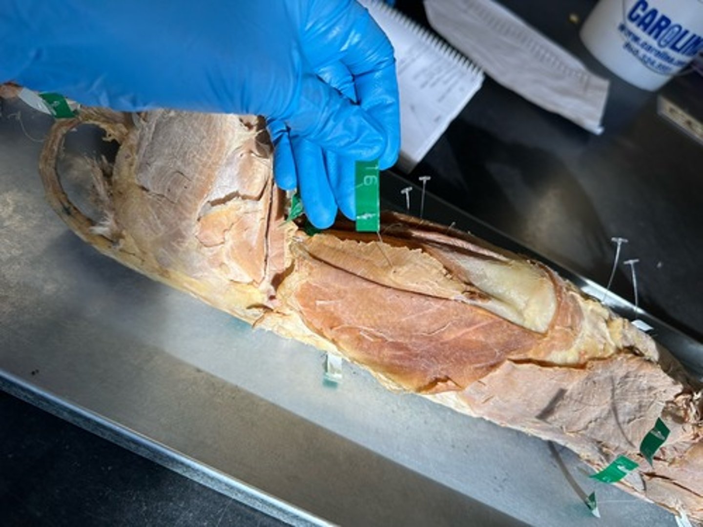 knowt flashcard image