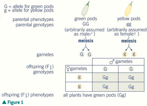 <p>all are heterozygous</p>