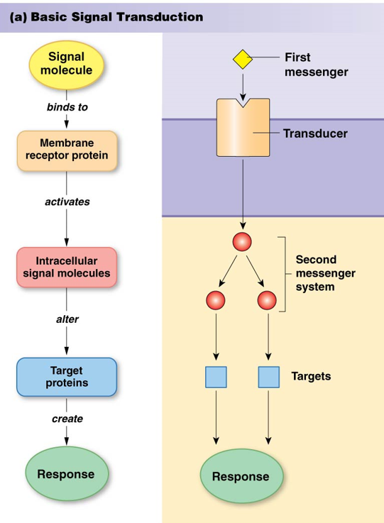 <p><u>basic pattern</u>:</p><ol><li><p>Signal molecule (first messenger) binds to…</p></li><li><p>Membrane receptor protein (transducer) activate…</p></li><li><p>Intracellular signal molecules (second messenger) alter…</p></li><li><p>Target proteins create…</p></li><li><p>Response</p></li></ol>