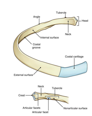 <p>Ribs _ to _ are attached to the <em>sternum </em>called “<strong>True</strong>” ribs.</p>