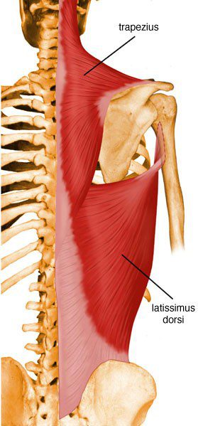 <p>Trapezius</p>
