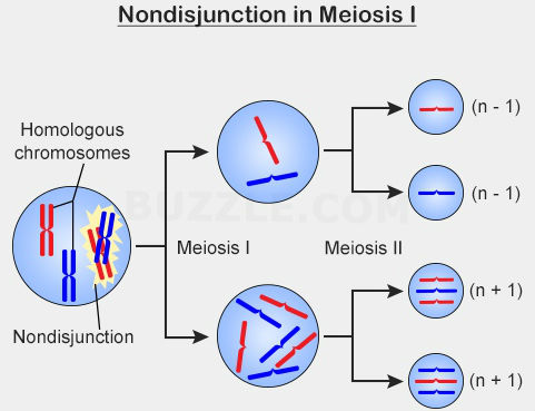<p>nondisjunction </p><ul><li><p>results in aneuploidy </p><img src="https://knowt-user-attachments.s3.amazonaws.com/317ca788-ed3c-472c-bcb8-24e062b3c7ab.jpg" data-width="100%" data-align="center"></li></ul><p></p>