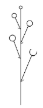 <p>Racemes inflorescence</p>