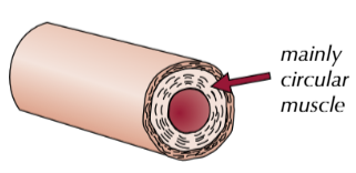 <p>arterioles are arteries that have divided into smaller vessels, forming a network throughout the body</p><p>arterioles are mainly made up of circular muscle, which contract or relax to direct blood to different areas of the body</p>