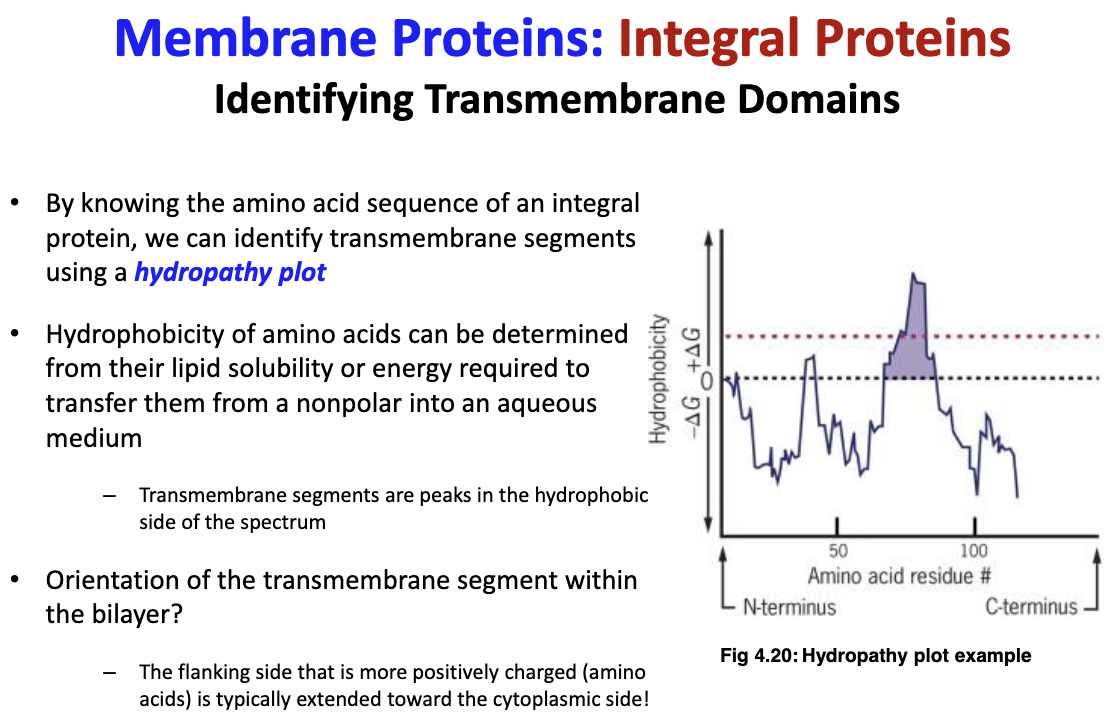 <p>can identify transmembrane segments of known amino acid sequences from integral proteins</p>