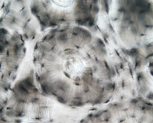 <p>Name the tissue</p>