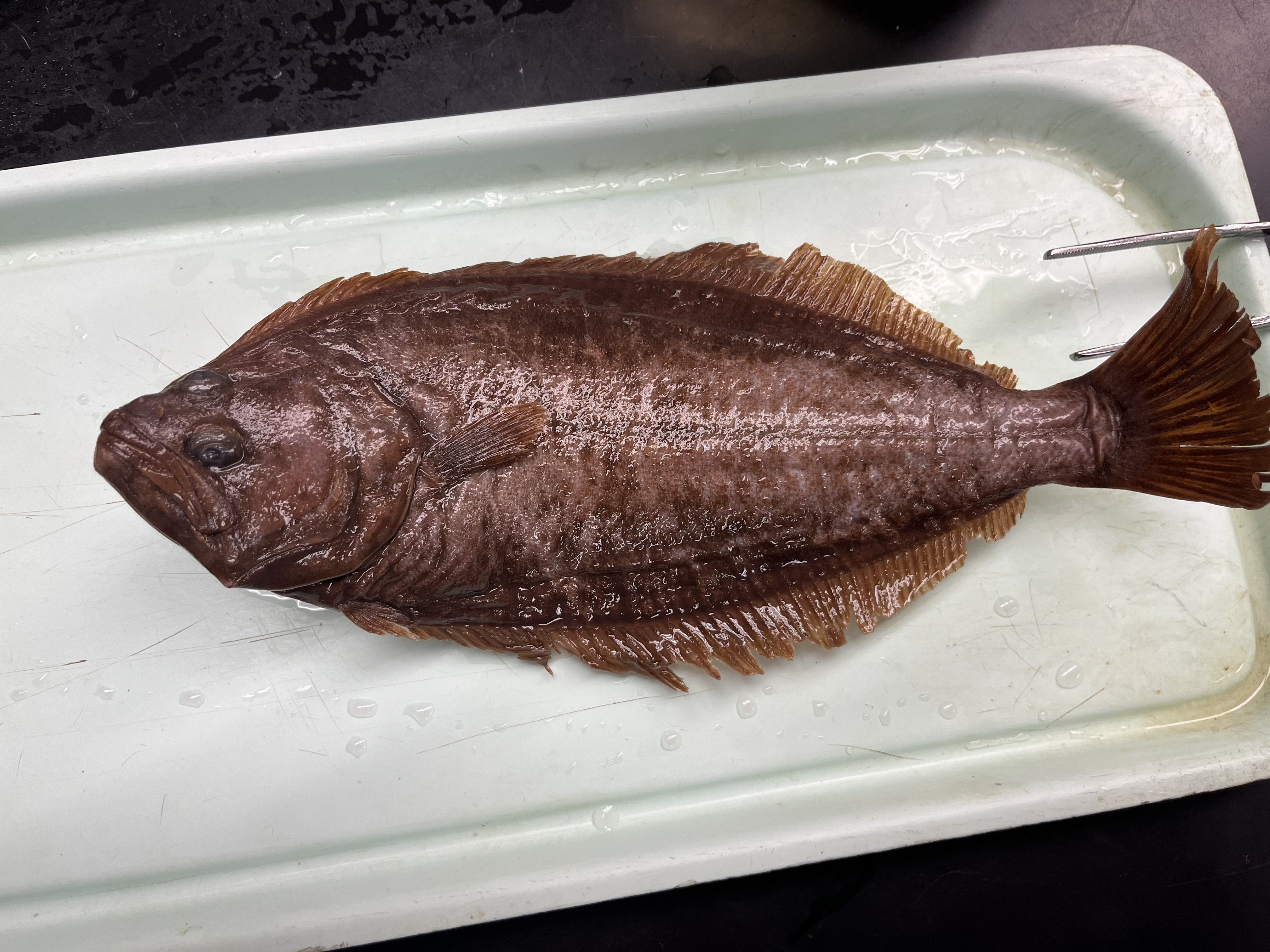 <p>Flatfish that may be sinistral or dextral with arched lateral line and a hook on its jaw</p>