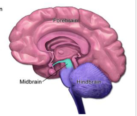 <p>Made of the hind brain, midbrain, and forebrain.</p><p>Hindbrain:</p><ul><li><p>Reticular formation</p></li><li><p>Medulla = Continuation of the spinal cord, relays info like blood pressure, reflexes</p></li><li><p>Pons =  responsible for autonomic functions like breathing </p></li><li><p>Cerebellum = the center for movement</p></li></ul><p>Midbrain: </p><ul><li><p>Responsible for the visual and auditory functions.</p></li></ul><p>Brainstem:</p><ul><li><p>Made of the midbrain, pons, and medulla.</p></li><li><p>Center for autonomic functions and reflexes.</p></li><li><p>Ex. breathing, swallowing, vomiting, blood pressure.</p></li><li><p>Has cranial nerves 3 to 10 and also 12. </p></li></ul><p>Forebrain: </p><ul><li><p>Diencephalon = made of the thalamus, hypothalamus, pituitary, and pineal. </p><ul><li><p>Thalamus processes information going to and from the cerebral cortex.</p></li><li><p>Hypothalamus regulates behavior and endocrine and autonomic homeostasis. </p></li><li><p>Pituitary and pineal glands secrete hormones.</p></li></ul></li><li><p>Cerebrum = 2 hemispheres connected by the corpus callosum.</p><ul><li><p>there is cortex on the outside made of gray matter</p></li><li><p>Limbic system</p></li><li><p>Basal ganglia.</p></li><li><p>Communication between the two sides happens with corpus callosum which has myelinated axons. </p><p></p></li></ul></li></ul><p></p>