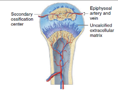 <p><span>When branches of the epiphyseal artery enter the epiphyses, secondary ossification centers develop, usually around the time of birth. Bone formation is similar to what occurs in primary ossification centers. However, in the secondary ossification centers spongy bone remains in the interior of the epiphyses (no medullary cavities are formed here). In contrast to primary ossification, secondary ossification proceeds outward from the center of the epiphysis toward the outer surface of the bone.</span></p>