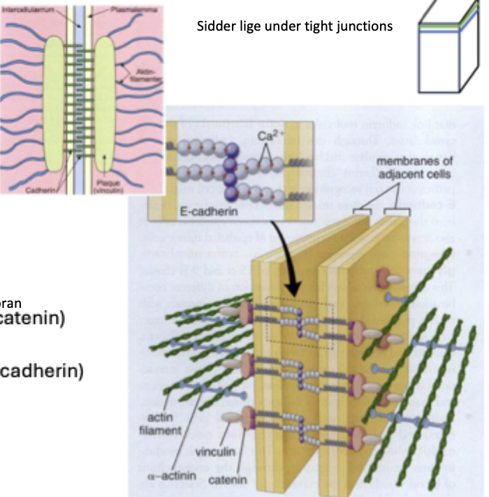<ul><li><p><span><span>Bygget af plaqueprotein (fuzzy plaque) som vinculin og catenin. De binder aktinfilamenter</span></span></p></li><li><p><span><span>Transmembrane proteiner (Cadheriner; E-cadherin aka E-cadherin–catenin-komplekser</span><strong><span>)</span></strong></span></p></li></ul><p></p>