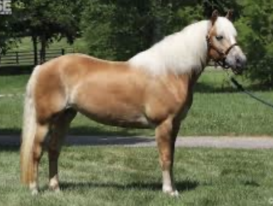 <p>Haflinger</p>