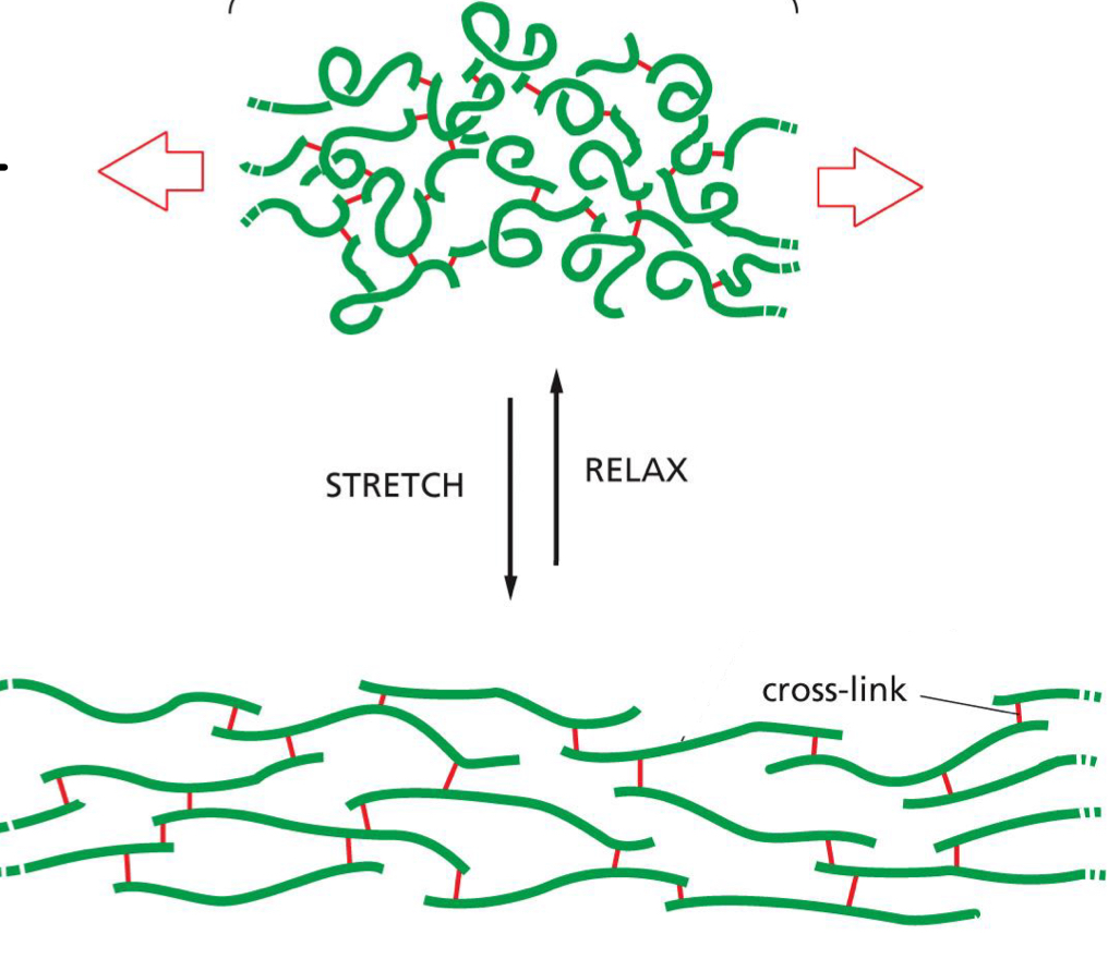 <p>formed from relatively loose and unstructured polypeptide chains that are covalently cross-linked into a rubberlike elastic meshwork; individual protein molecules can uncoil reversibly whenever they’re stretched</p>