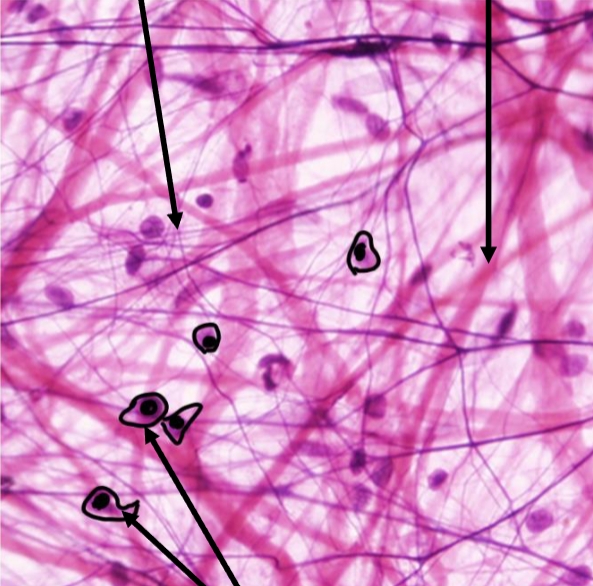 <p>Type of tissue</p>