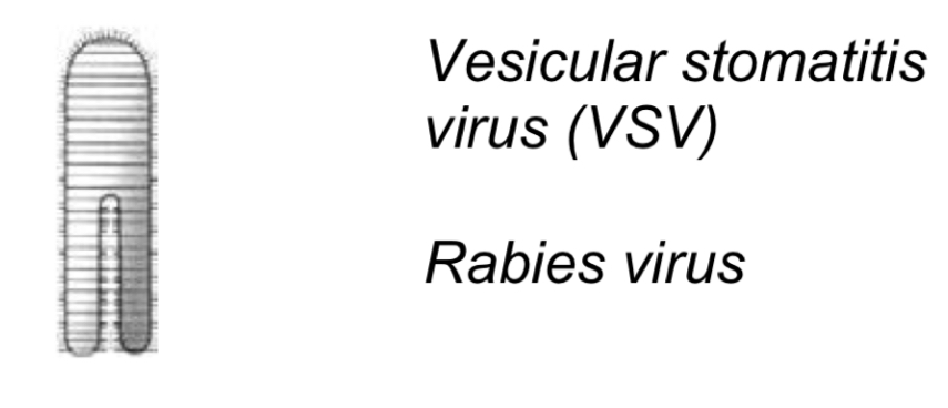 <p>-Helical capsid </p><p>-200×80nm</p><p>-Envelope&nbsp;</p><p>-Bullet shape&nbsp;</p><p>-Virion transcriptase&nbsp;</p><p></p><p>Cause:</p><p>-vesicular stomatitis in cattle + horses (Vesicular stomatitis virus)</p><p>-Rabies (rabies virus)</p>