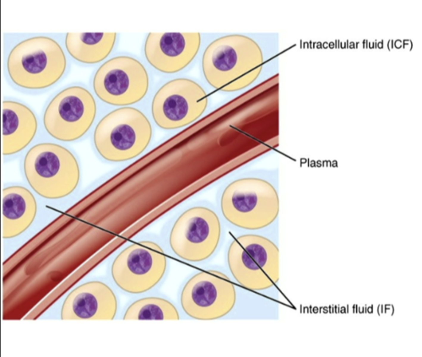 <p>fluid outside the cell (interstitial fluid and plasma)</p>