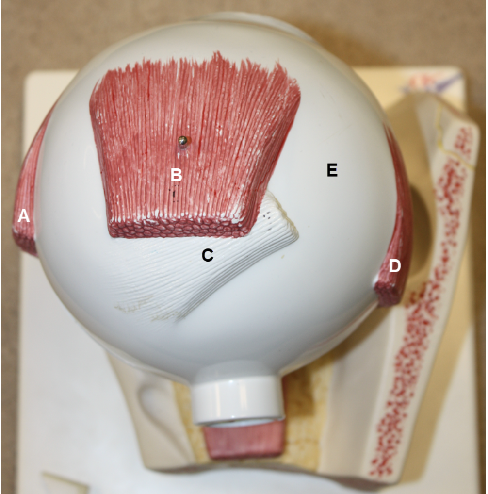 <p><span><span>In the image above, identify structures A-E.</span></span></p>