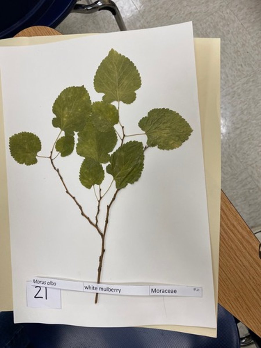 <p>Morus alba (Moraceae)</p>