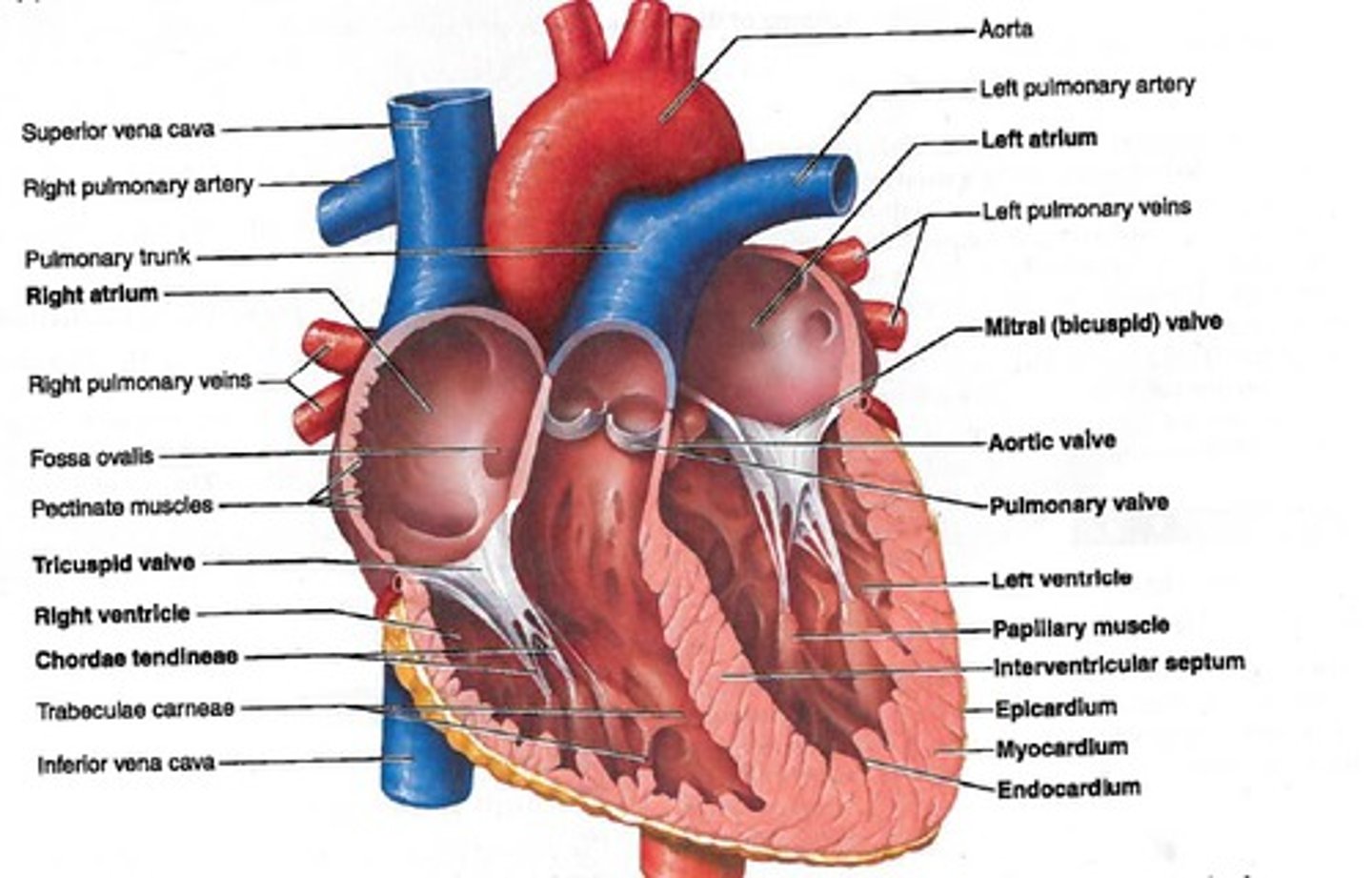 <p>is the study of structures that <mark data-color="#dbf4e1" style="background-color: rgb(219, 244, 225); color: inherit;">can be </mark><u><mark data-color="#dbf4e1" style="background-color: rgb(219, 244, 225); color: inherit;">examined </mark></u><strong><u><mark data-color="#dbf4e1" style="background-color: rgb(219, 244, 225); color: inherit;">without using a microscope</mark></u></strong><mark data-color="#dbf4e1" style="background-color: rgb(219, 244, 225); color: inherit;">.</mark></p>