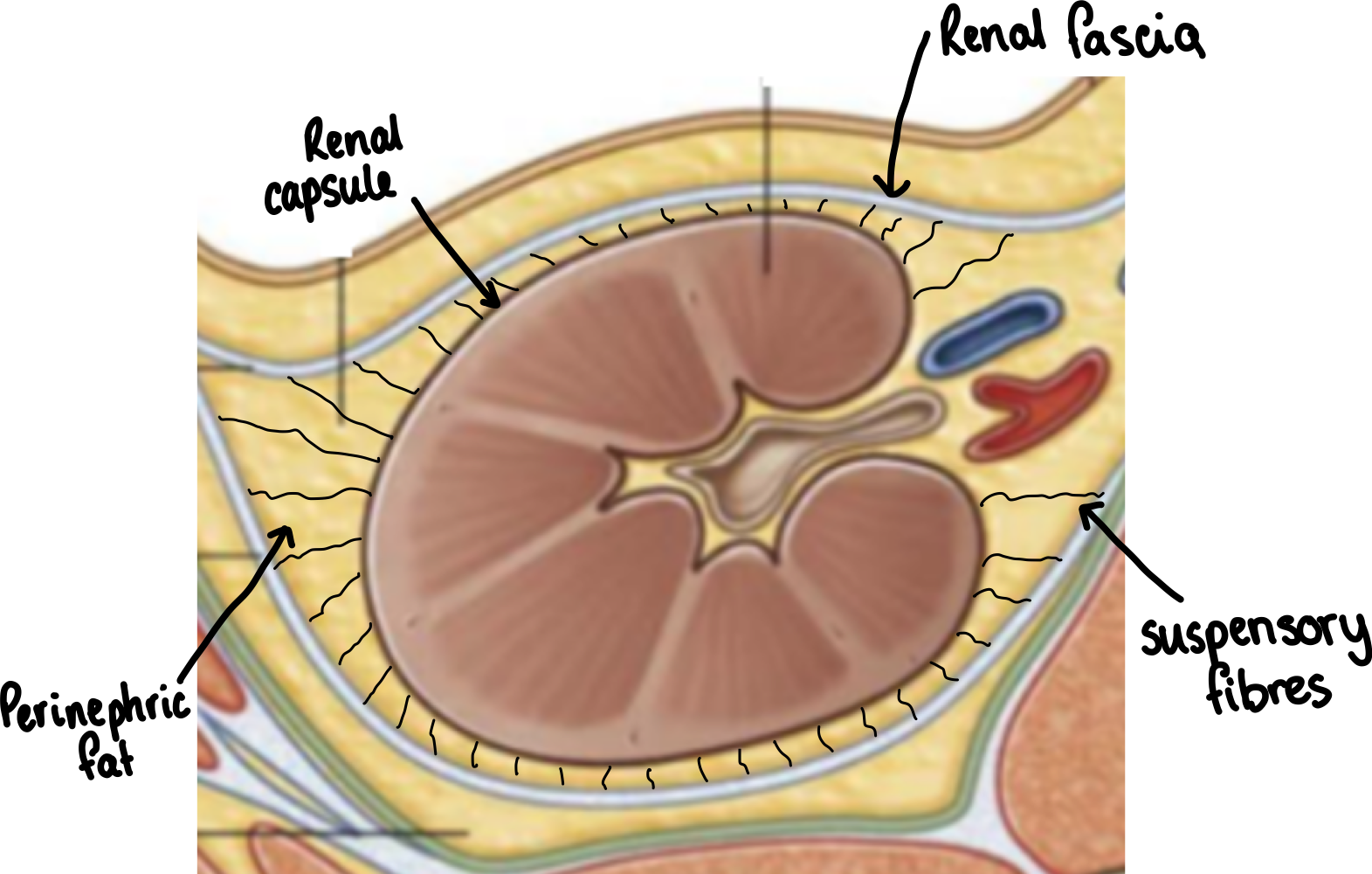 <p>renal capsule - collagen rich, firmly adhered to kidney</p><p>renal fascia - collagenous membrane</p><p>perinephric fat - adipose tissue</p><p>suspensory fibres - prevent kidney moving</p>