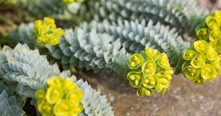 <p>euphorbia myrsinites</p>