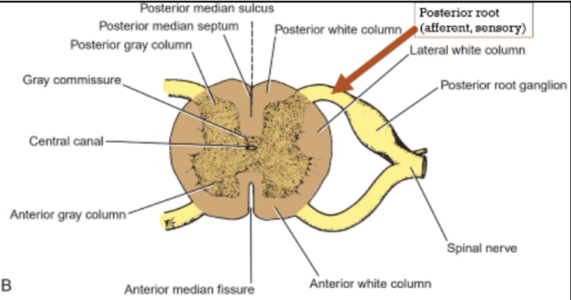 <p>Posterior Roots</p>