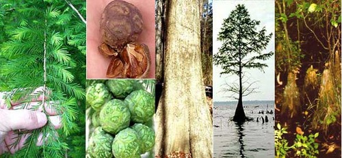 Family: Cupressaceae 
Common: bald cypress 
Range: Native to VA, FL, W to TX, Coastal Plain, MS delta, up to Illinois
Habitat: Found in or near water (Swamps or flowing water). Flooded areas.
Height: up to 200ft tall (live 100s of years or over 1,000)
Bark: shreddy, fibrous, brown colored
Persistence: Deciduous 
Leaves: Branchlets with awns. Simple & alternate, green upper, green lower (until they turn red in fall), awl shaped
Fruits: Female fruits are globous cones
Other: Cypress knees (pneumatophore) indicate a T. distichum, leaflets (branchlets) look like feathers. Rot resistant, so they were logged heavily. Ones at the springs are usually hollow.