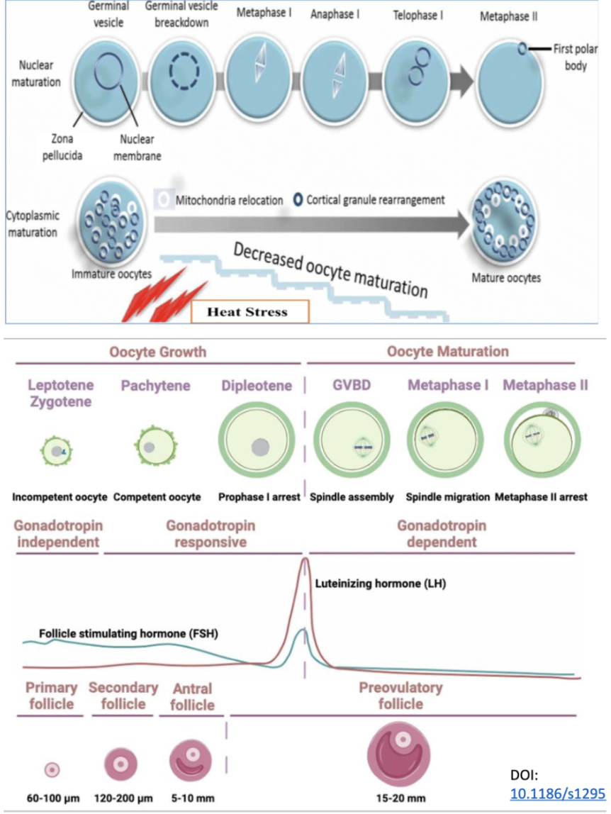<ol><li><p>nuclear maturation</p><ol><li><p>before LH surge</p></li><li><p>after LH surge</p></li></ol></li><li><p>cytoplasmic maturation</p></li></ol><p></p>