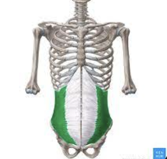 <p>What muscle is this?</p>