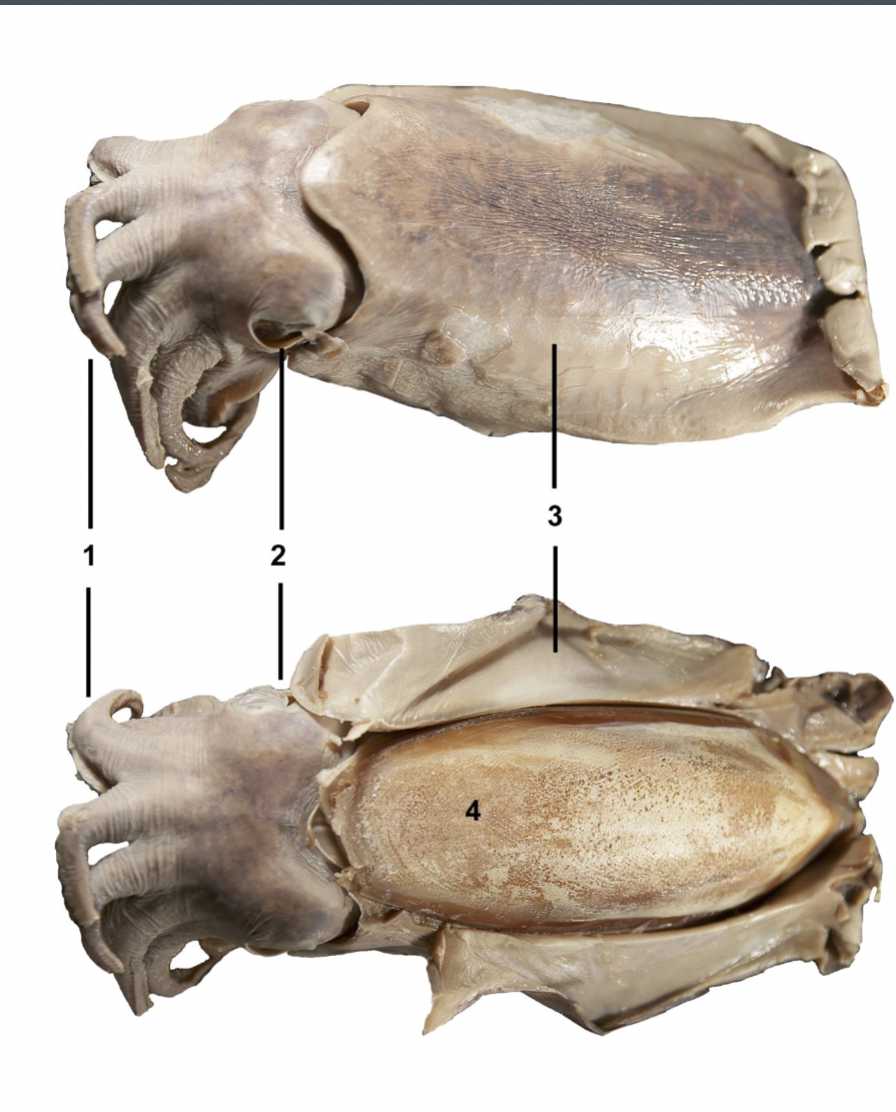 <p>Identify the labeled parts of this Sepiida specimen</p>
