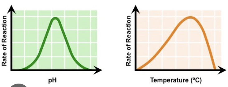 <ul><li><p>increases due to more collisions of heat</p></li><li><p>peak reached</p></li><li><p>drops due to denature of heat and pH</p></li><li><p>increase, peak and drop with pH</p></li></ul>