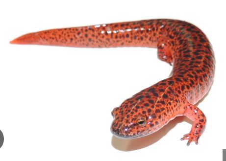 <p>Red Salamander</p>
