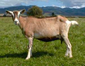 <p>Sable</p>