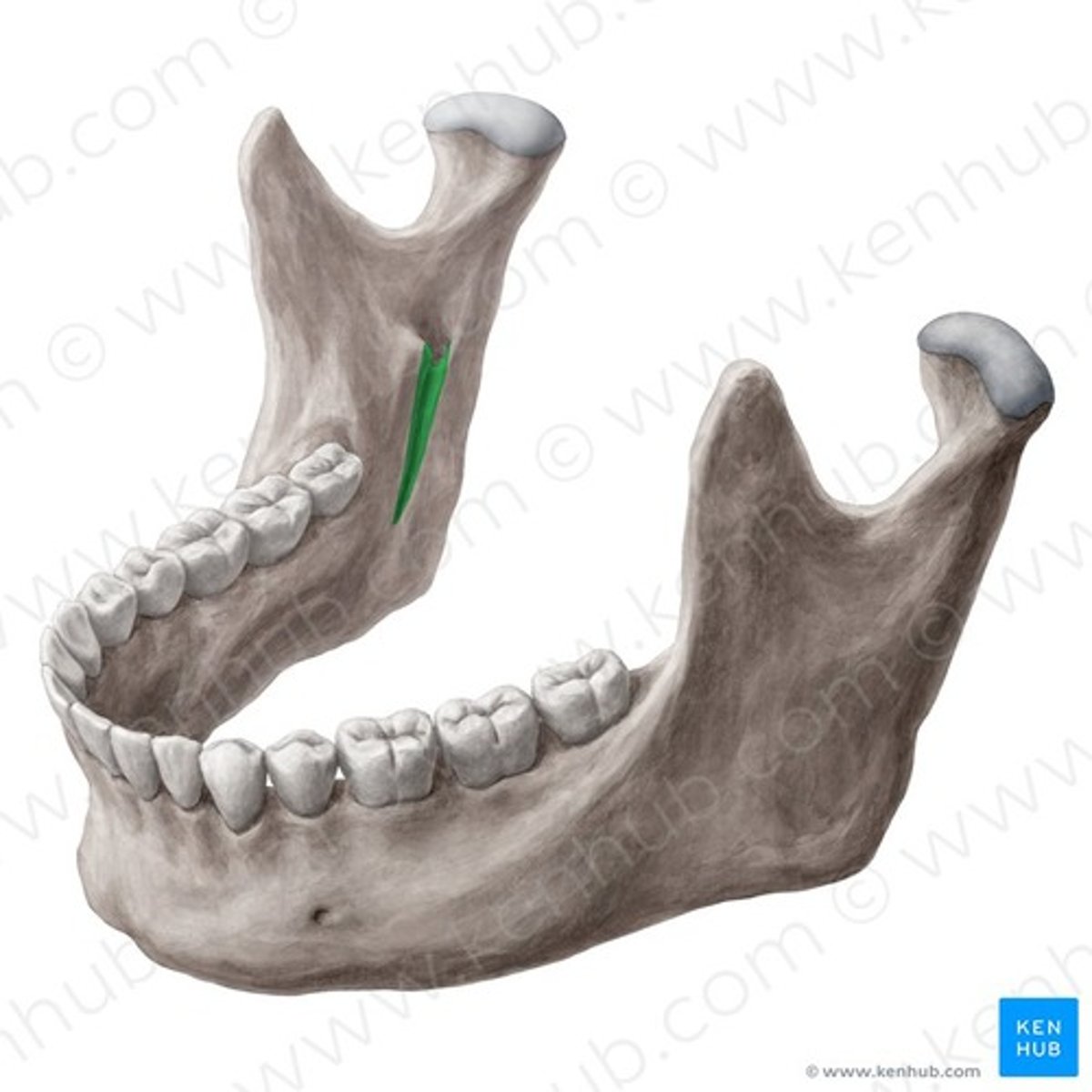 knowt flashcard image