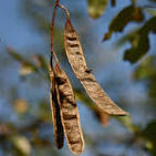 <p><span><mark data-color="unset" style="background-color: unset; color: inherit;">Dry, flat, brown to black legume pods, approximately 3 to 5 inches long, that contain several dark orange-brown, kidney-shaped seeds</mark>.</span></p>