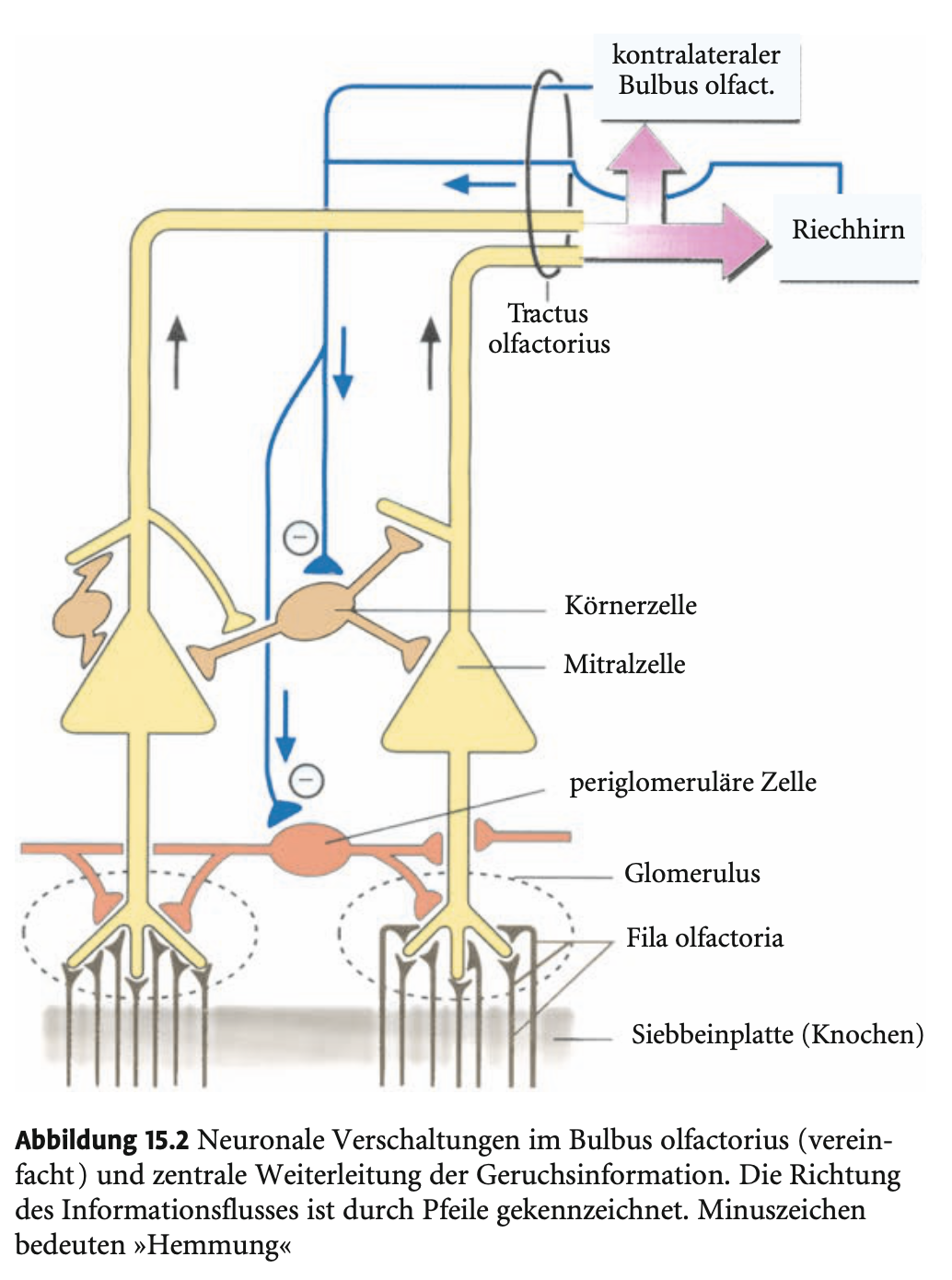 <p><span><strong>Duftcodierung</strong></span></p><p>&nbsp;</p><ul><li><p><span>Jeder <strong>Glomerulus ist rezeptorspezifisch</strong> – empfängt also nur Signale von Riechzellen mit demselben Rezeptortyp.</span></p></li><li><p><span>Jeder <strong>Duft aktiviert eine spezifische Kombination von Glomeruli</strong> → charakteristisches Aktivierungsmuster.</span></p></li><li><p><span>Durch <strong>Lernen</strong> reicht später schon ein <strong>Teil des Musters</strong>, um einen Duft zu erkennen (vergleichbar mit visuellem Wiedererkennen bei unklarer Sicht).</span></p></li><li><p><span>Trotz ständiger <strong>Neubildung von Riechzellen</strong> müssen deren Axone <strong>präzise zu den richtigen Glomeruli finden</strong> – wie dies gelingt, ist noch unklar.</span></p></li></ul><p></p>