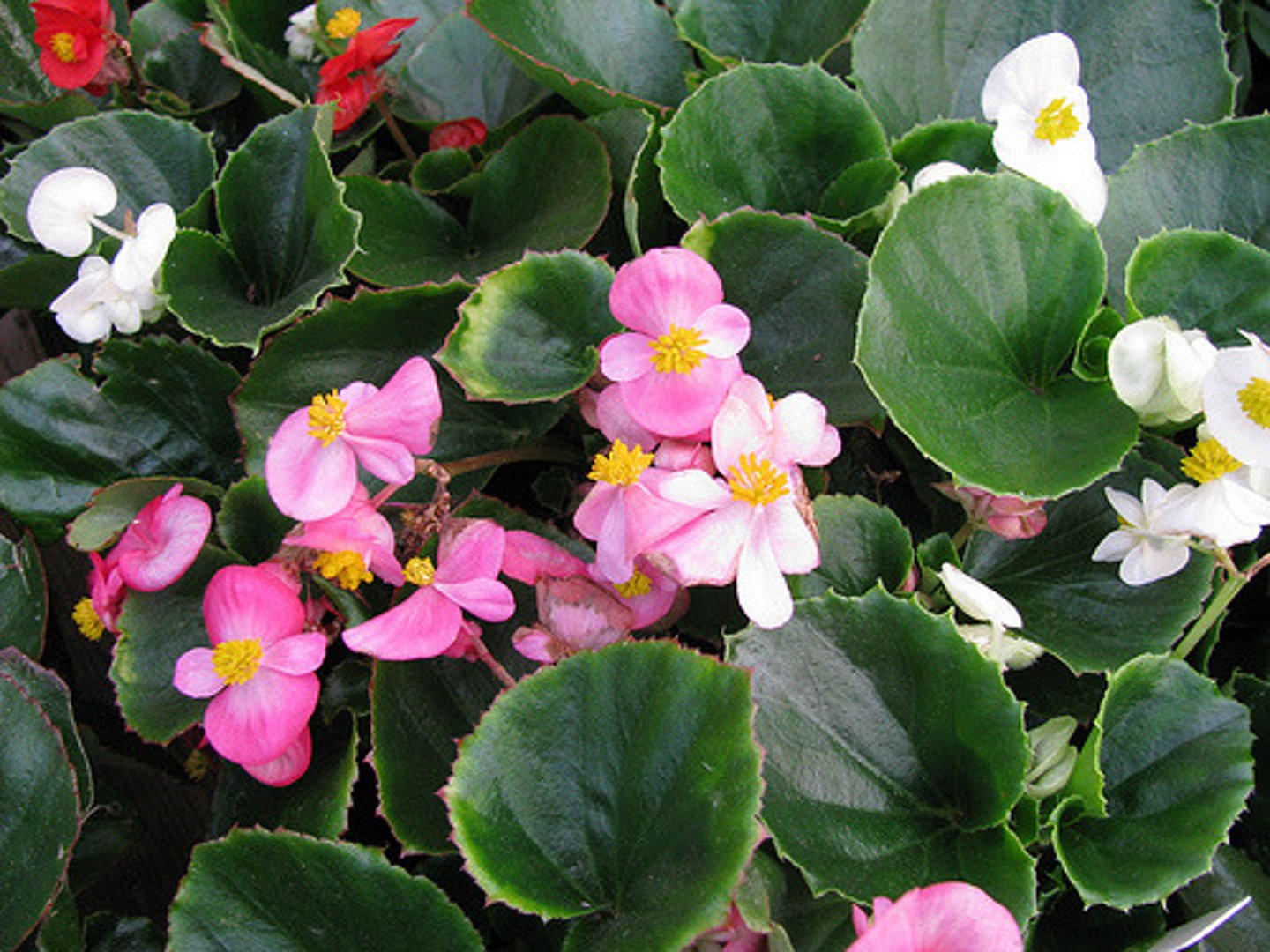 <p>bedding begonia</p>